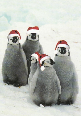 Pingviinit toivottavat hyvää joulua