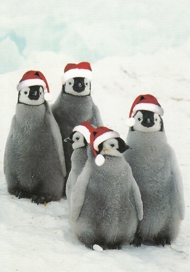 Pingviinit toivottavat hyvää joulua