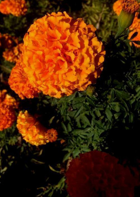 Isosamettikukka (Tagetes erecta), siemeniä 50 kpl