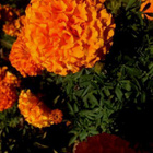 Isosamettikukka (Tagetes erecta), siemeniä 50 kpl - pikkukuva 1