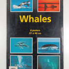 Whales : posterbook - pikkukuva 2