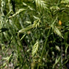 Ruiskattara (Bromus secalinus), siemeniä 50 kpl - pikkukuva 2