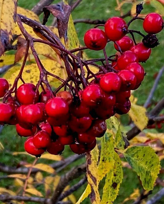 Sitkanpihlaja (Sorbus sitchensis), siemeniä 20 kpl