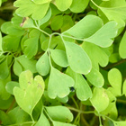 Keltaneidonkannus (Pseudofumaria lutea), siemeniä 50 kpl - pikkukuva 2