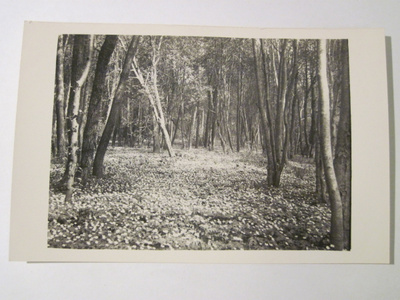 VANHA Valokuva Postikortti Tammisaari 1930-luku