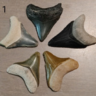 5 eri väristä jättihai megalodonin harvinaista poikashammast - pikkukuva 2