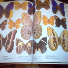 Smart : The Illustrated Encyclopedia of the Butterfly World - pikkukuva 5