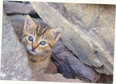 KISSA-kortti