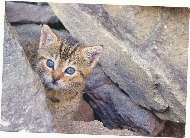 KISSA-kortti
