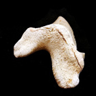 Fossiilinen Otodus obliquus -hainhammas, Marokko - pikkukuva 4
