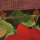 Sydämellinen onnittelu * tulppaani * vanha kortti - pikkukuva 2