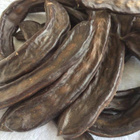 Johanneksenleipäpuu (Ceratonia siliqua), siemeniä 20 kpl - pikkukuva 2