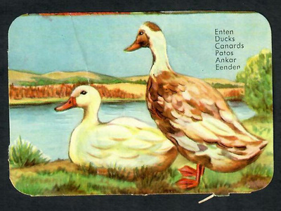 ALE - EAS 3112 - Nelkku - Ankka - 1950-luvulta!