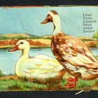 ALE - EAS 3112 - Nelkku - Ankka - 1950-luvulta! - pikkukuva 1
