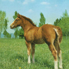 HEVONEN POSTIKORTTI - HAFLINGER VARSA - pikkukuva 1