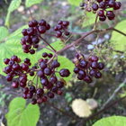 Terttuaralia (Aralia racemosa), siemeniä 50 kpl - pikkukuva 3