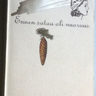 Eila Pennanen: ennen sotaa oli nuoruus (nide 3p. Wsoy 1992) - pikkukuva 1