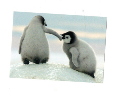 °°Ihanat Pingviinit°° -KORTTI / Postcard Store