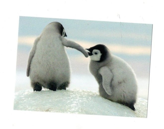 °°Ihanat Pingviinit°° -KORTTI / Postcard Store