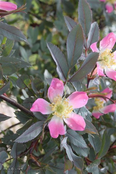 Punalehtiruusu (Rosa glauca), siemeniä 30 kpl