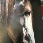 Vavra: Horses Of The Sun. 1995. - pikkukuva 4