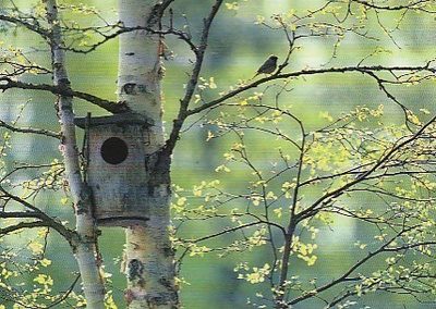 Postikortti, Eläinaihe, eläimet ,lintu / linnut