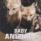 DVD: Eläinlapset - pikkukuva 1