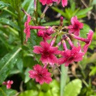 Japaninesikko ’Miller’s Crimson’, siemeniä 100 kpl - pikkukuva 2