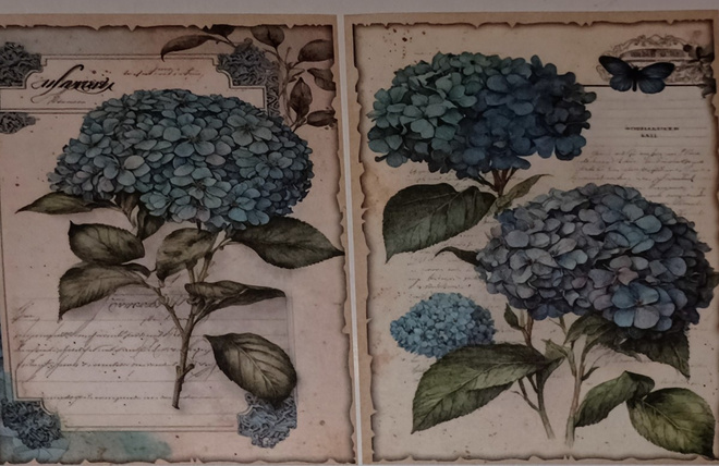 Korttikuvia HORTENSIA / 2 kpl -setti / A6