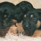 ROTTWEILER POSTIKORTTI - pikkukuva 1