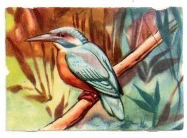 EO 5804 / LINTUNELKKU: Kunkkukalastaja.