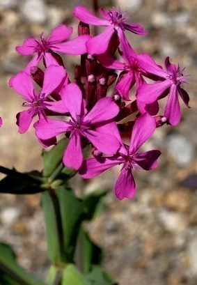 Tarhakohokki (Silene armeria), siemeniä 100 kpl