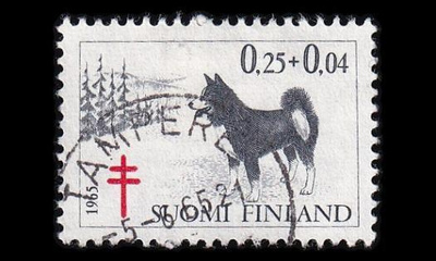600 o Tuberkuloosi Tampere 5.6.65 (1965)