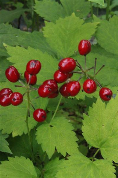 Punakonnanmarja (Actaea erythrocarpa), siemeniä 50 kpl