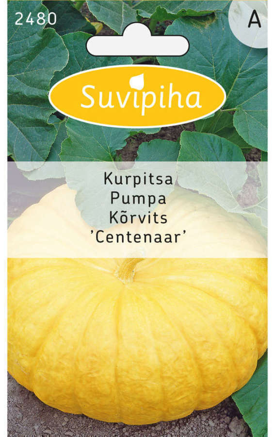 Kurpitsa "CENTENAAR" siemenet #