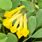 Keltaneidonkannus (Pseudofumaria lutea), siemeniä 50 kpl - pikkukuva 1