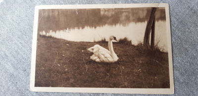 Vanha Hämeenlinna joutsenlampi kortti, Karlberg, 1920 luku?