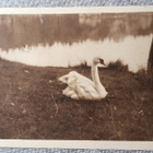 Vanha Hämeenlinna joutsenlampi kortti, Karlberg, 1920 luku? - pikkukuva 1