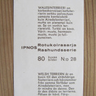 IPNOS.....Rotukoirasarja, kuva 80/28. Walesinterrieri. - pikkukuva 2