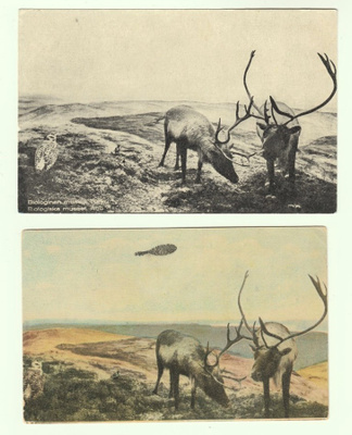 Postikortteja Turun biologisesta museosta