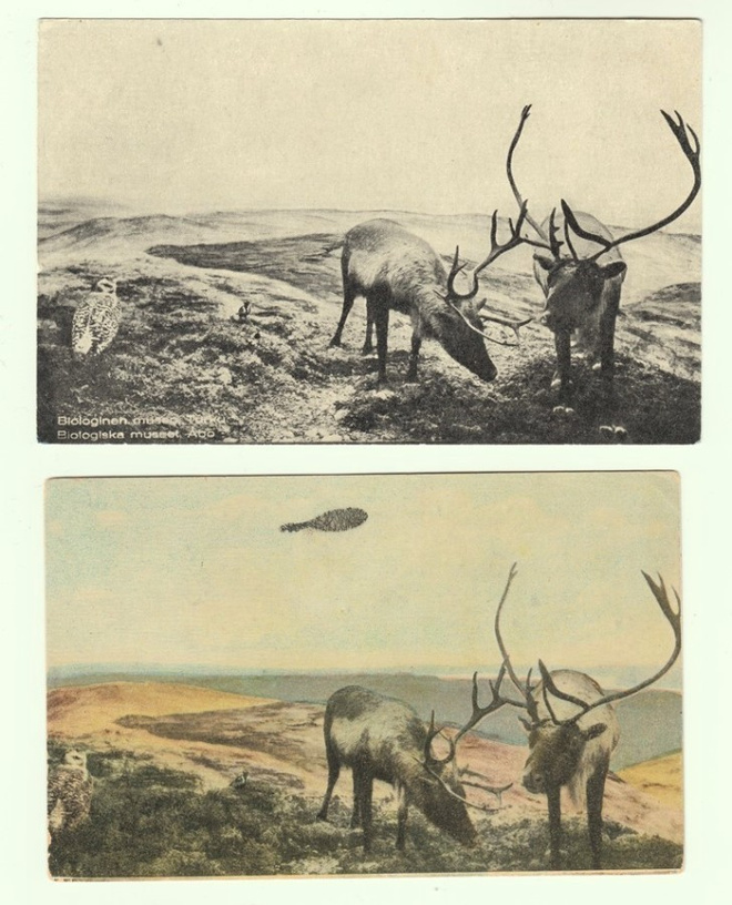 Postikortteja Turun biologisesta museosta