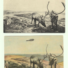 Postikortteja Turun biologisesta museosta - pikkukuva 1