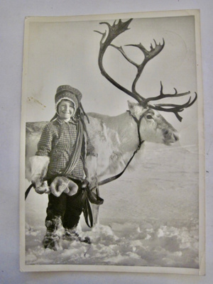 VANHA Postikortti Lappi Poro ym 1957