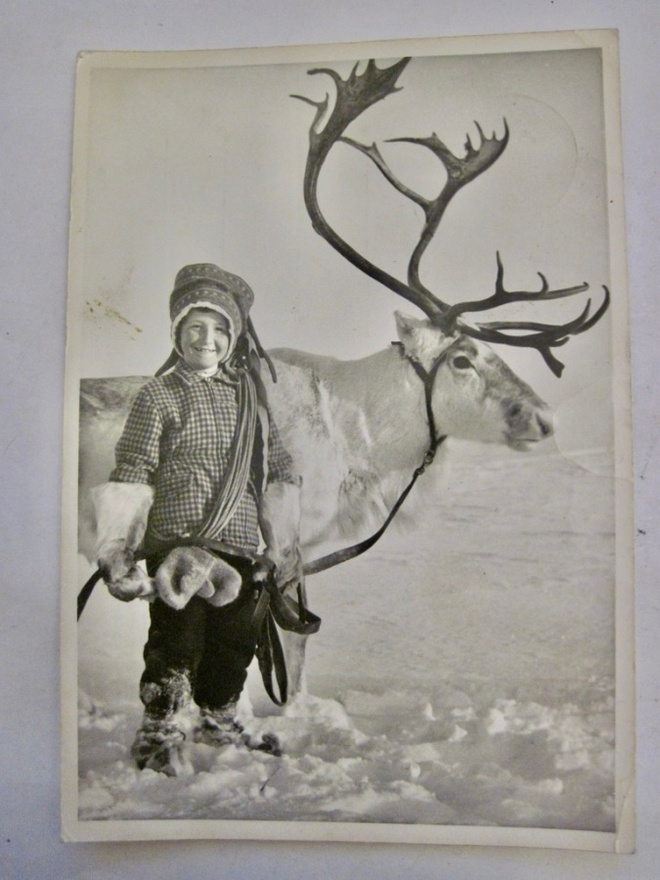 VANHA Postikortti Lappi Poro ym 1957