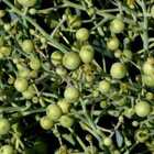 Merikaali (Crambe maritima), siemeniä 10 kpl - pikkukuva 2