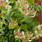Tuoksuköynnöskuusama (Lonicera caprifolium), siemeniä 15 kpl - pikkukuva 3