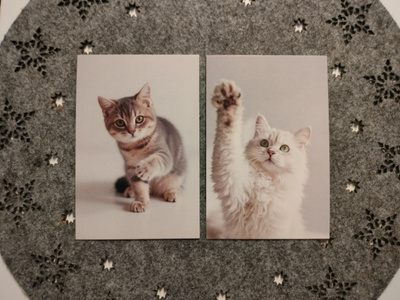 ~Kissa kortti~ 2kpl