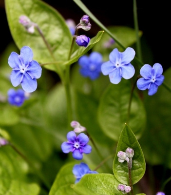 Kevätkaihonkukka (Omphalodes verna), siemeniä 50 kpl