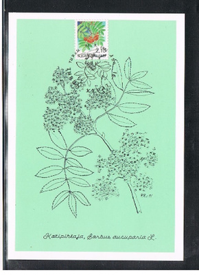 Maksimikortti - Pihlaja -91