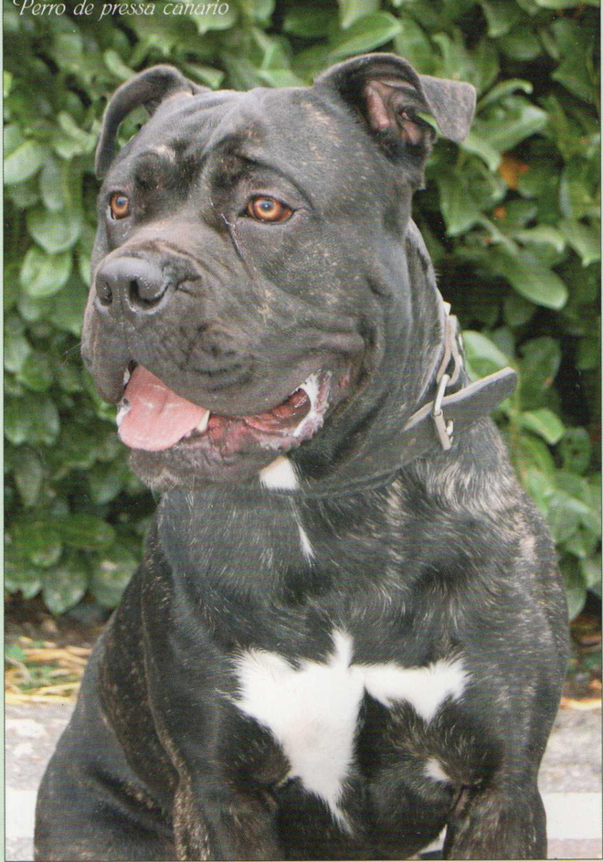 BANDOGGI    KOIRAPOSTIKORTTI